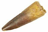 Fossil Spinosaurus Tooth - Real Dinosaur Tooth #363094-1